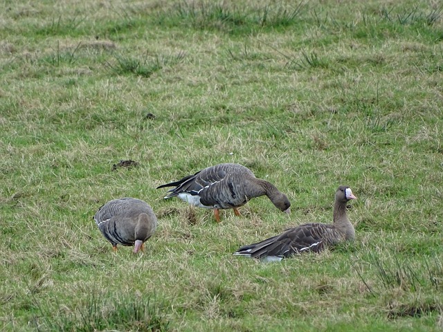 球探考察 球探考察